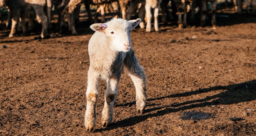 Lamb-of-Sheep.jpg